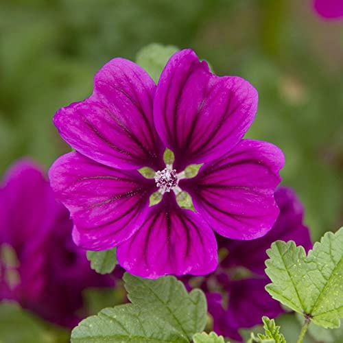 semi di malva selvatica - per giardino in resistenti da rocciose esotiche balcone 100pcs