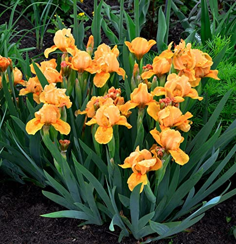 Schwertlilie Hindenburg - Iris barbata - lebende Gartenpflanze aus den Baumschulen