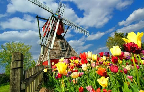 GUOHLOZ Puzzle 1500 Teile,Puzzle für Erwachsene, Impossible Puzzle, Geschicklichkeitsspiel für die ganze Familie,Puzzle-Geschenk,Raumdekoration, Tulpen, Niederlande, Windmühle, 87x57cm