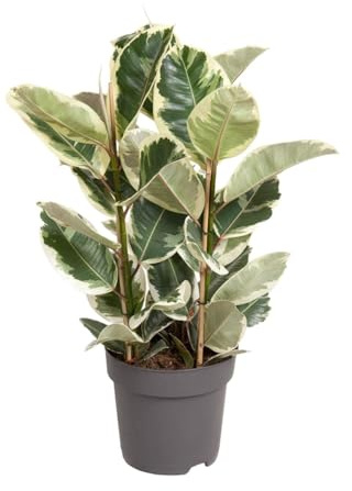Ficus Elastica Tineke – 100 cm hoch – Ø27 cm – Bunte Gummibaum-Zimmerpflanze – Luftreinigend & pflegeleicht – Tropische Deko für Wohn- und Büroräume
