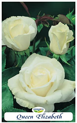 Rosal grandiflora Queen Elisabeth blanca en bolsa (cepellón) color blanco
