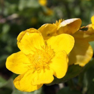 Caltha palustris – Winterhart, Mehrjährig, Pflegeleicht – Sumpfdotterblume – Teichpflanze für Ufer & Flachwasser