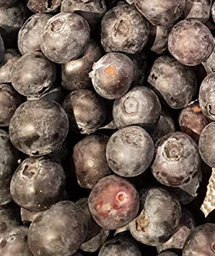 Vaccinium corymbosum 'Goldtraube 23' / Myrtillier 'Goldtraube 23' / Conteneur de 3 à 4 litres