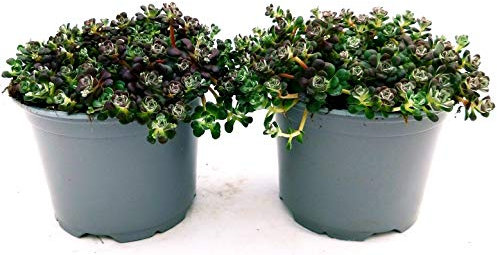 POWERS TO FLOWERS - SEDUM CAPE BLANCO 2 PIANTE, VASO 12CM, piante vere