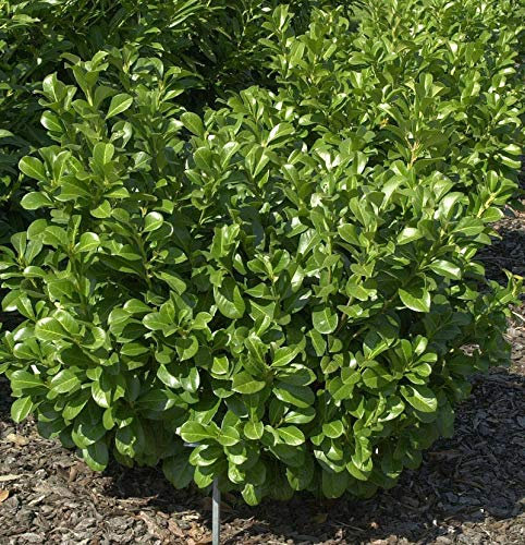 Lorbeerkirsche Etna® 125-150cm - Prunus laurocerasus - lebende Gartenpflanze aus den Baumschulen