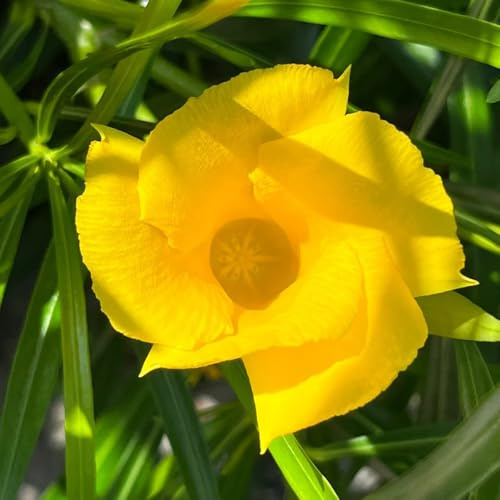 Semi di oleandro, resistenti Nerium oleandro, giardino di regali per gli amanti del giardino semi per aiuole rialzate rare per luoghi soleggiati 10pcs
