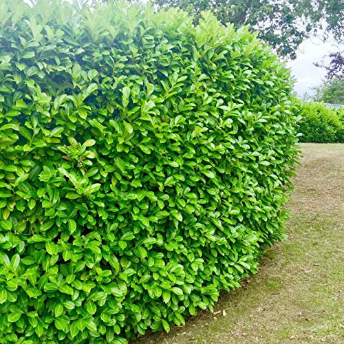 3 Cherry Laurel Evergreen Hedging Plant Fast Growing Shrub 25-40cm Potted by Sunnyside Nurseries