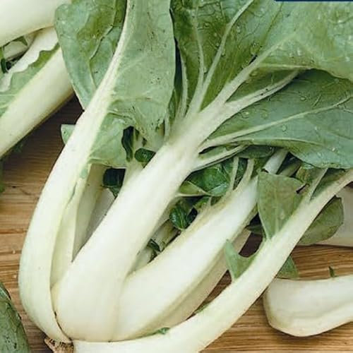Pak Choi White Stemmed