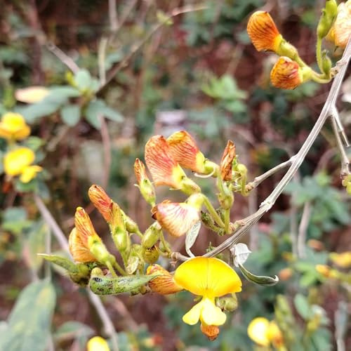 comprar semillas de frijol arbustivo jardín perennes resistentes judías semillas tradicionales invierno, resistentes para el jardín 70pcs