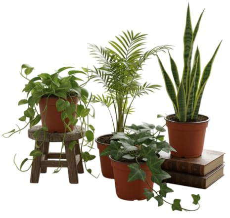 Pack Verde Natural DECOALIVE Chamaedorea Hiedra Sansevieria y Poto Crea un Ambiente Fresco y Natural
