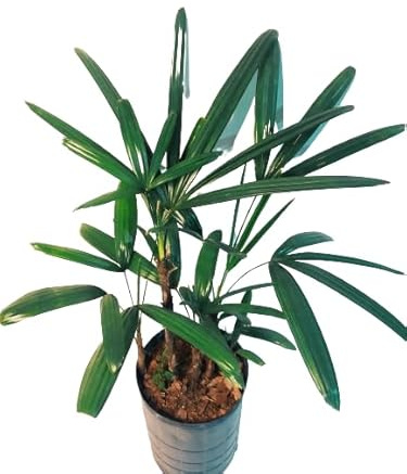 Palmera Bambú Planta Resistente para Interiores - Rhapis Excelsa