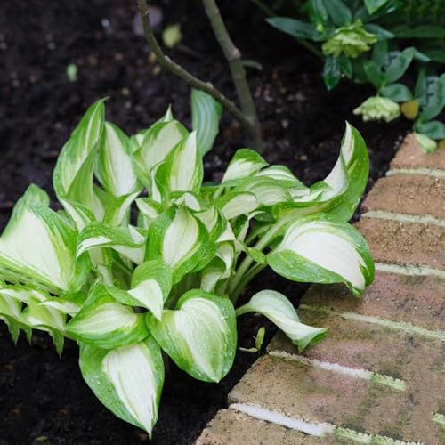 Semi di Hosta, Le perenni sono Hosta plantaginea, semi da giardino regali sostenibili 100pcs
