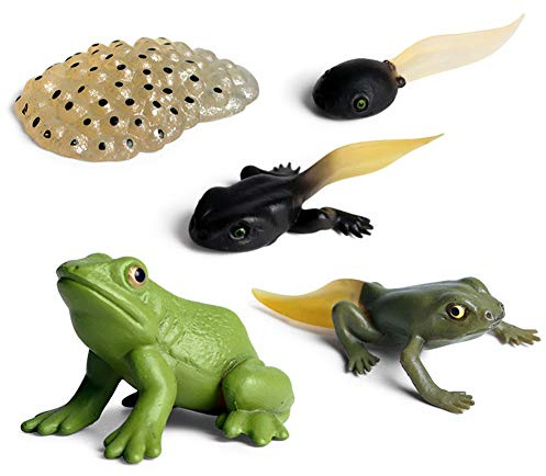 Uposao Lebenszyklus Modelle Frosch, Simulation Tierwachstumszyklus Modell Tierfiguren Spielzeug Biologie Wissenschaft Modell Wachstum Stadium Modell für Kinder Unterrichtszubehör Lernspielzeug