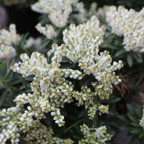Pieris Japonica 'Debutante' - Evergreen Shrub with Glossy Green Foliage, Elegant White Bell-Shaped Flowers, and Vibrant Red New Growth - Supplied as 1X or 2X 3.6 Litre Pots by Thompson and Morgan