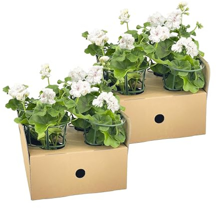 Geranio colgante – Pelargonium peltatum blanco – Ø12 cm – 20 cm – 8 plantas