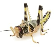 The Mealworm Company LIVEFOODS DIRECT Locusts LARGE Sack of 100 Size 4 22-30mm livefoods direct Locusts Large. NEXT DAY DELIVERY ORDER BEFORE 12 NOON.