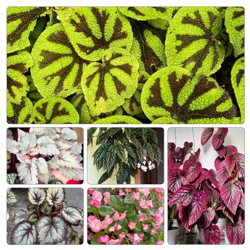 semillas de begonia Variedades antiguas y resistentes tapizantes en, parterre elevado extraño Decoraciones exteriores Jardín rocas, 700pcs