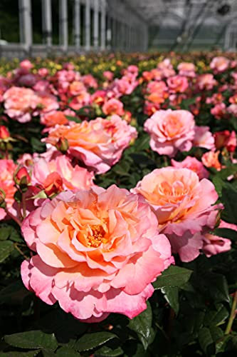 Edelrose Augusta Luise in champagner-rosé bis pfirsich - Duftrose winterhart - Rosen-Blüte in champagner-rosé bis pfirsich - Rose sehr stark duftend im 5 Liter Container von Garten Schlüter - Pflanzen