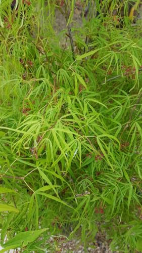 Acer palmatum 'Koto-No-Ito' / Erable du Japon/Conteneur de 3 à 4 litres