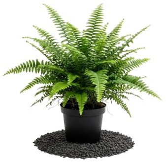 DECOALIVE Nephrolepis Exaltata Helecho Espada para Decoración Botánica en Casa, Maceta de 14 cm de Diámetro y 35 cm de Altura