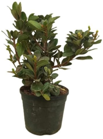 Planta natural Raphiolepsis Umbellata, 40-45 cm. Raphiolepis japonesa. Arbusto compacto de hojas brillantes, ideal para setos y jardines ornamentales. Segura Garden.