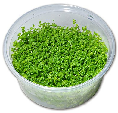 Wasserpfeffer/ Micranthemum Monte Carlo - In-Vitro