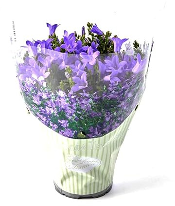 Planta Estrella de Italia Color Azul Campanula Flor Natural