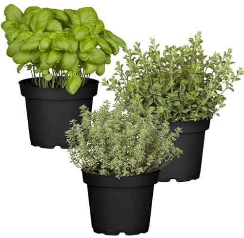 Trio de Plantas Aromáticas - Albahaca, Tomillo y Tomillo Limón - Plantas Premium DECOALIVE - Hierbas Naturales para Huerto Urbano - Plantas Aromáticas