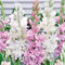 Nardos bulbos/Nardos planta/Perenne tolerante al frío/Bulbos de flores exterior raras -4 bulbos-F