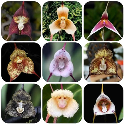 orchidea scimmia semi decorazione da giardino per esterni, balcone orchidea faccia di scimmia - dracula simia - aiuola, esotiche resistenti 70pcs