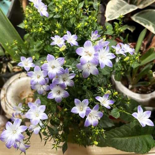 Semi di campanula-Campanula media,coltivazione di semi,resistenti all'aperto da giardino,decorazione del soggiorno da giardino 400pcs