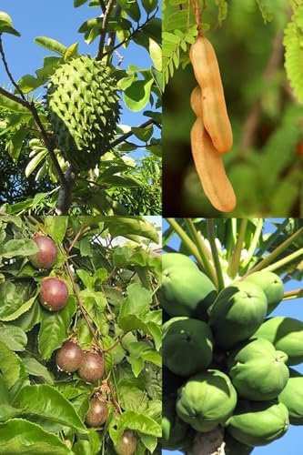 Lot de graines de 4 arbres fruitiers tropicaux – Papaye, Maracuja, Corossol, Tamarindier – couleurs vives, croissance rapide pour le jardin