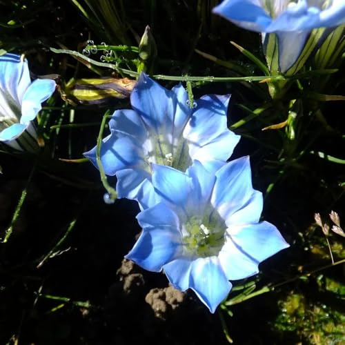 Enzian, geschenke für gärtner schmetterlingswiese bodendecker für sonnige plätze garten 220Samen