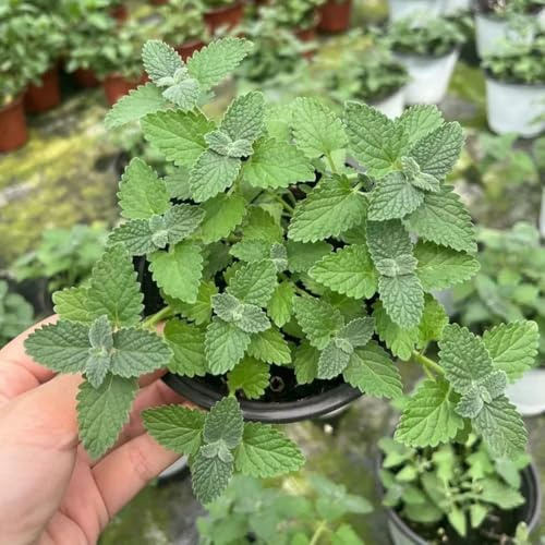 katzenminze, balkon bodendecker winterhart, bio exotische 1500samen