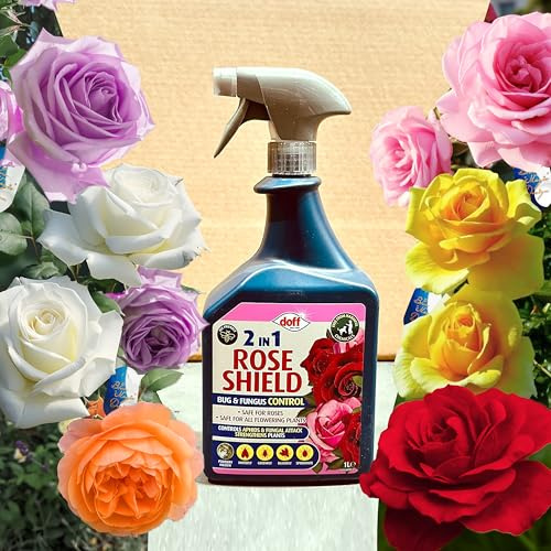 1L 2-in-1 Rose Shield Bug & Fungus Control – Aphids, Greenfly, Blackfly, Whitefly & Spider Mite Treatment, Powdery Mildew Control, Safe for Roses & All Flowering Plants, Improves Leaf Colour & Vigour