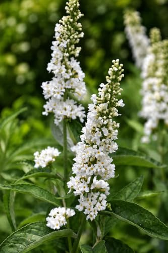 Gardenaria Buddleja 'Miss Pearl' Arbusto Ornamentale da Giardino, Colore Bianco, 40/60 cm, Vaso 19