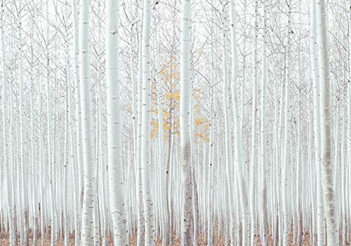 WallArena Vlies Fototapete, Wald, 368x254cm