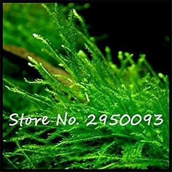 2017 New Willow Moss Seeds Sagina Subulata Seeds, Indoor Bonsai Decorative Water Grass Aquarium Plant Fish Tank Decor 50 Pcs