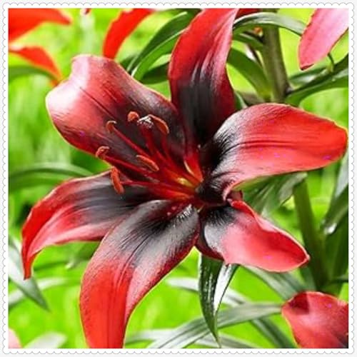 Lilium tuberi mix di cipolle,gigli in vaso,cipolle perenni,grazia,gigli a cipolle resistenti all'inverno,decorazione.-10pezzo-B