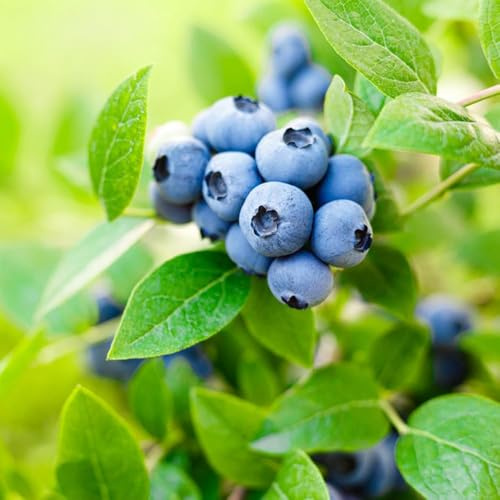 heidelbeeren sträucher winterhart bonsai gewächshaus winterfeste obstpflanzen Heidelbeere für sonnige plätze 400samen