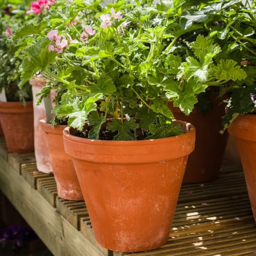 geranio limone semi di autunnale, balcone giardino decorazione 400pcs