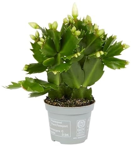 Cactus de Pascua Natural Schlumbergera Planta Navideña Ideal para Decorar el Hogar