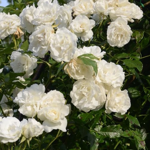 2 x Rose - Rosa 'Madame Alfred Carriere' Topf 25-30 cm - Die robuste und duftende Kletterrose