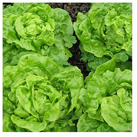 PREMIER SEEDS DIRECT - Lettuce - Tom Thumb - 1700 Finest Seeds
