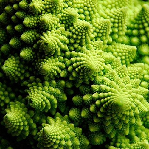 Shoopy Star 50 - Graines: Graines - Chou-fleur Romanesco Ottobrino - Une premiÃƒ¨re saison Romanesco - bau!