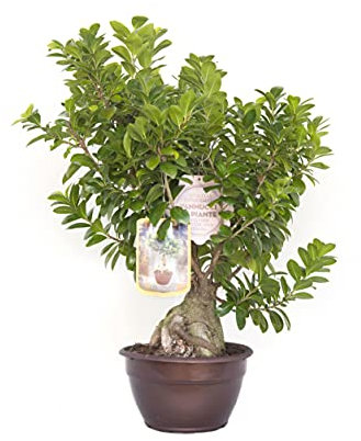 Vannucci Piante - Ficus microcarpa 'Ginseng', Bonsai, Pianta vera in vaso, Pianta da terrazzo