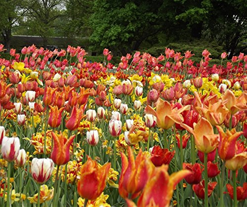 Tulpen Mischung 100 Blumenzwiebeln