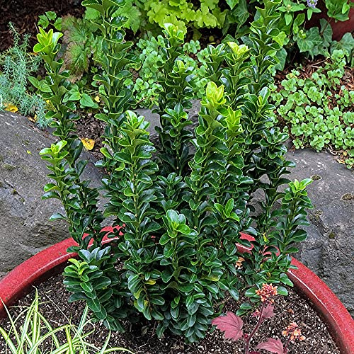 GardenersDream Euonymus 'Green Spire' - Immergrüne Pflanzen Winterhart Säulenform - Winterharte Kübelpflanzen - Gartenpflanzen Premium XXL Qualität
