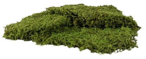 PHILARO Plattenmoos - Echtes Natur Plattenmoos aus Schweden, Natur-Moos in 250g - 500g Einheiten - konserviertes Moos ideal zum basteln oder für Dein DIY Moosbild Dekomoos 250g