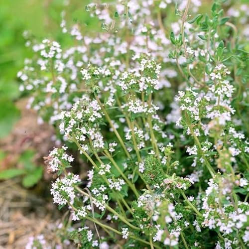 Buy4seeds Orange Scented Thyme - Dwarf - 60 Seeds - Thymus fragrantissimus - HERB